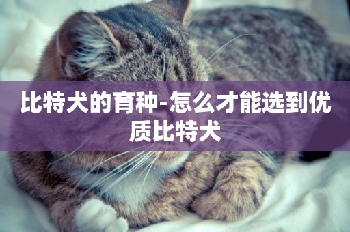 比特犬的育種-怎么才能選到優質比特犬