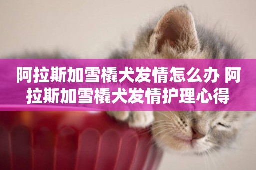阿拉斯加雪橇犬發情怎么辦 阿拉斯加雪橇犬發情護理心得