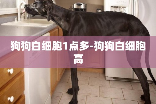 狗狗白細胞1點多-狗狗白細胞高