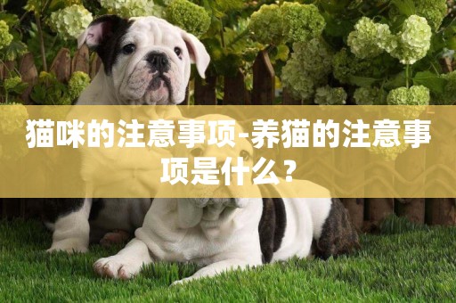 貓咪的注意事項-養貓的注意事項是什么？