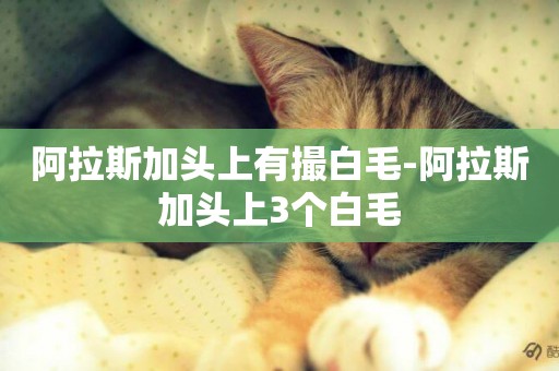 阿拉斯加頭上有撮白毛-阿拉斯加頭上3個白毛