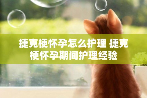 捷克梗懷孕怎么護理 捷克梗懷孕期間護理經驗