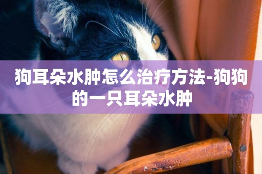 狗耳朵水腫怎么治療方法-狗狗的一只耳朵水腫