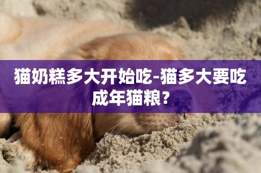 貓奶糕多大開始吃-貓多大要吃成年貓糧？