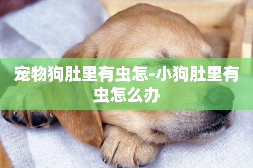 寵物狗肚里有蟲怎-小狗肚里有蟲怎么辦