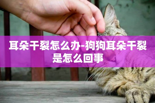 耳朵干裂怎么辦-狗狗耳朵干裂是怎么回事
