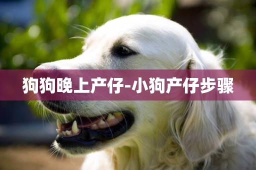 狗狗晚上產仔-小狗產仔步驟