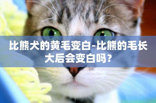 比熊犬的黃毛變白-比熊的毛長大后會變白嗎？