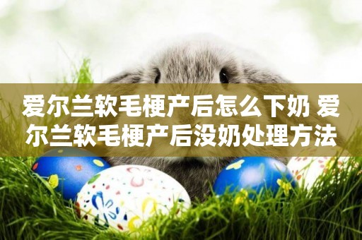 愛爾蘭軟毛梗產后怎么下奶 愛爾蘭軟毛梗產后沒奶處理方法