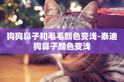 狗狗鼻子和毛毛顏色變淺-泰迪狗鼻子顏色變淺