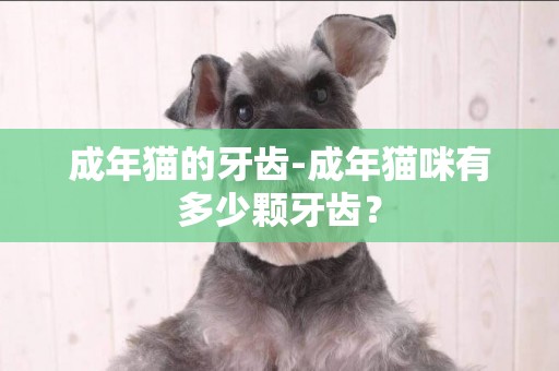 成年貓的牙齒-成年貓咪有多少顆牙齒？