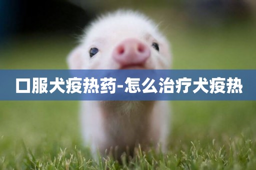 口服犬疫熱藥-怎么治療犬疫熱