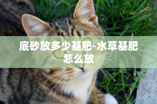 底砂放多少基肥-水草基肥怎么放