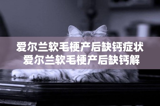 愛爾蘭軟毛梗產后缺鈣癥狀 愛爾蘭軟毛梗產后缺鈣解決方法