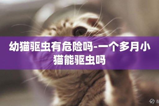 幼貓驅蟲有危險嗎-一個多月小貓能驅蟲嗎