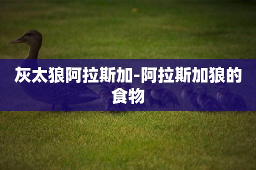 灰太狼阿拉斯加-阿拉斯加狼的食物
