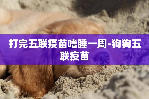 打完五聯疫苗嗜睡一周-狗狗五聯疫苗