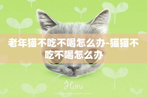 老年貓不吃不喝怎么辦-貓貓不吃不喝怎么辦