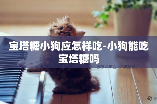 寶塔糖小狗應怎樣吃-小狗能吃寶塔糖嗎