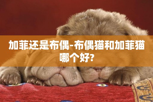 加菲還是布偶-布偶貓和加菲貓哪個好?