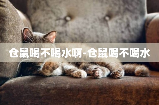 倉鼠喝不喝水啊-倉鼠喝不喝水