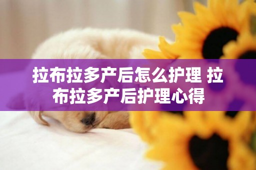 拉布拉多產后怎么護理 拉布拉多產后護理心得