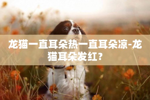 龍貓一直耳朵熱一直耳朵涼-龍貓耳朵發紅？