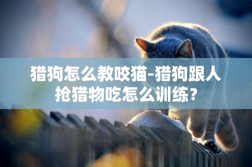 獵狗怎么教咬貓-獵狗跟人搶獵物吃怎么訓練？