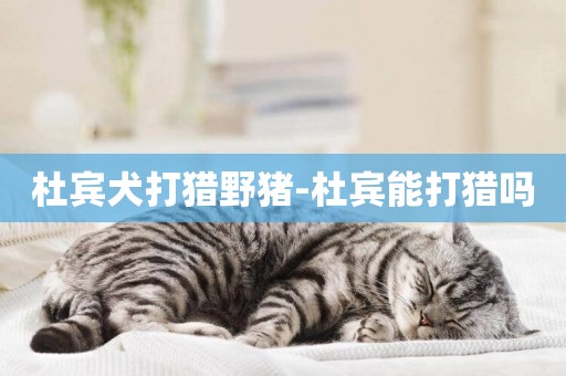 杜賓犬打獵野豬-杜賓能打獵嗎