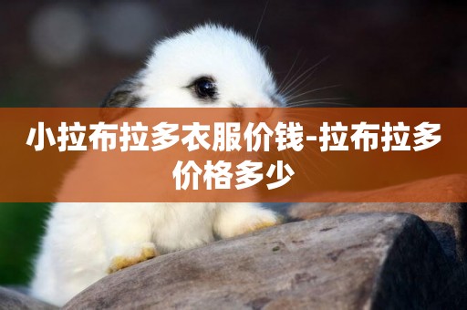 小拉布拉多衣服價錢-拉布拉多價格多少