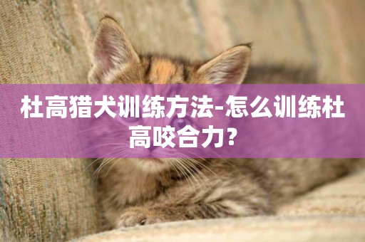 杜高獵犬訓練方法-怎么訓練杜高咬合力？