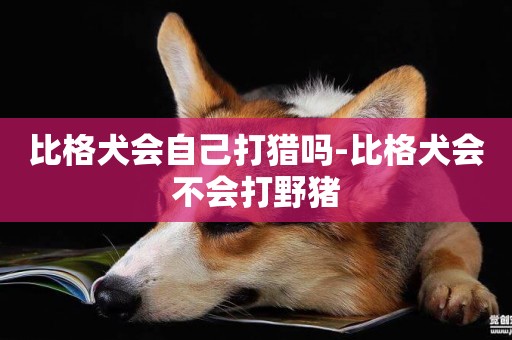 比格犬會自己打獵嗎-比格犬會不會打野豬