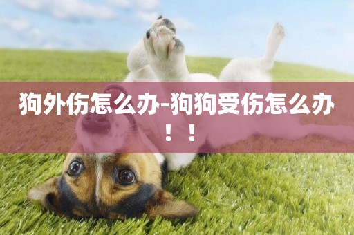 狗外傷怎么辦-狗狗受傷怎么辦！！