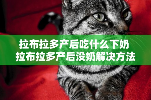 拉布拉多產后吃什么下奶 拉布拉多產后沒奶解決方法