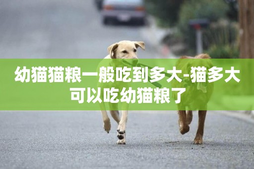 幼貓貓糧一般吃到多大-貓多大可以吃幼貓糧了