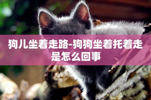 狗兒坐著走路-狗狗坐著托著走是怎么回事