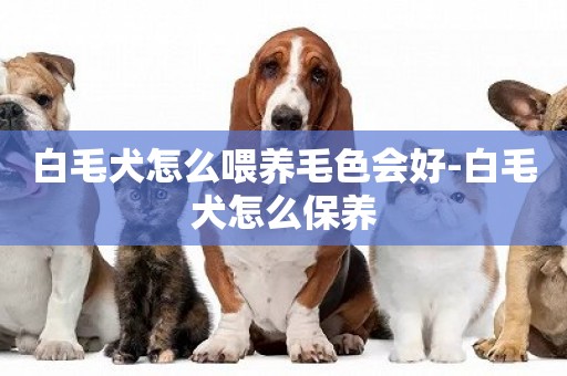 白毛犬怎么喂養毛色會好-白毛犬怎么保養