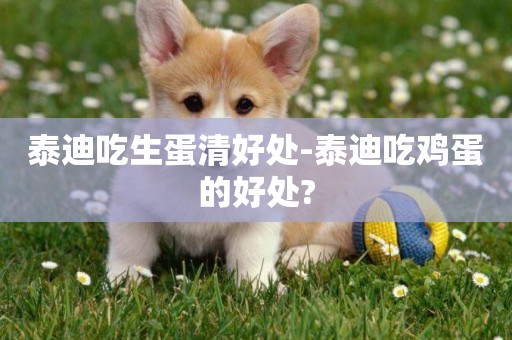 泰迪吃生蛋清好處-泰迪吃雞蛋的好處?