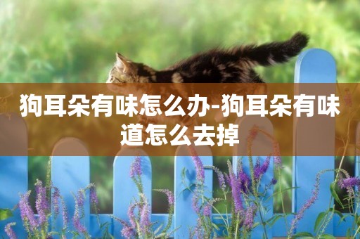 狗耳朵有味怎么辦-狗耳朵有味道怎么去掉