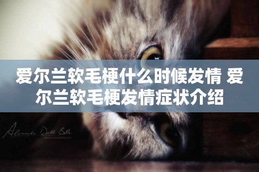 愛爾蘭軟毛梗什么時候發情 愛爾蘭軟毛梗發情癥狀介紹