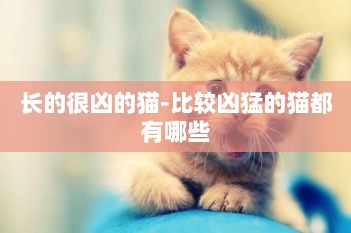 長的很兇的貓-比較兇猛的貓都有哪些