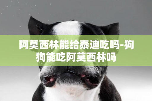 阿莫西林能給泰迪吃嗎-狗狗能吃阿莫西林嗎