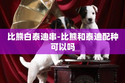 比熊白泰迪串-比熊和泰迪配種可以嗎