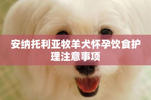 安納托利亞牧羊犬懷孕飲食護理注意事項