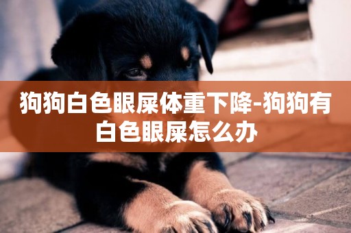狗狗白色眼屎體重下降-狗狗有白色眼屎怎么辦
