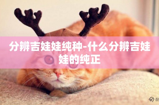 分辨吉娃娃純種-什么分辨吉娃娃的純正