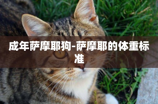 成年薩摩耶狗-薩摩耶的體重標準