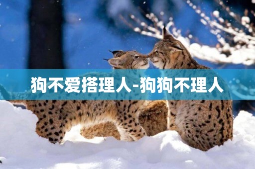 狗不愛搭理人-狗狗不理人