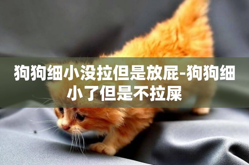 狗狗細小沒拉但是放屁-狗狗細小了但是不拉屎