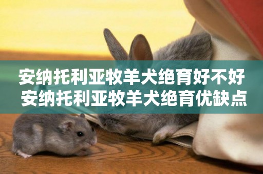 安納托利亞牧羊犬絕育好不好 安納托利亞牧羊犬絕育優缺點